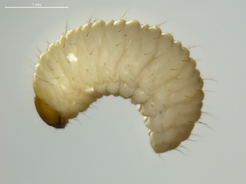 Curculionidae larvae